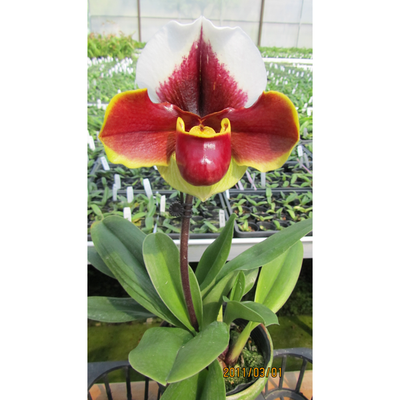 Paphiopedilum Enzan Rose Crown