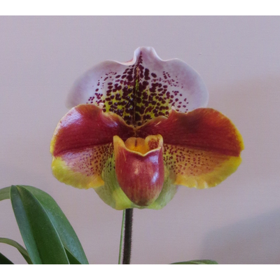 Paphiopedilum Motto Kitty