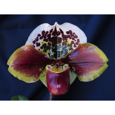 Paphiopedilum Tree of Enzan