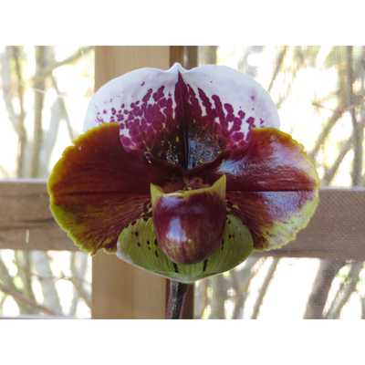 Paphiopedilum Cocoa WinSholt