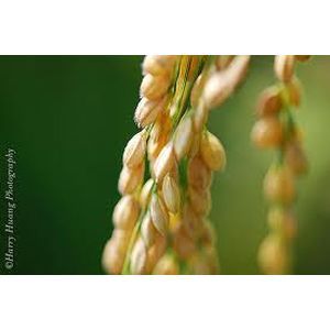 Semi automatic packing machine P115E for sugar, mung beans / 3