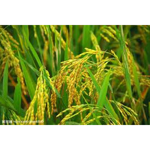 Fully Automatic Packing Machine P312T-W for Plastic Particle / 2