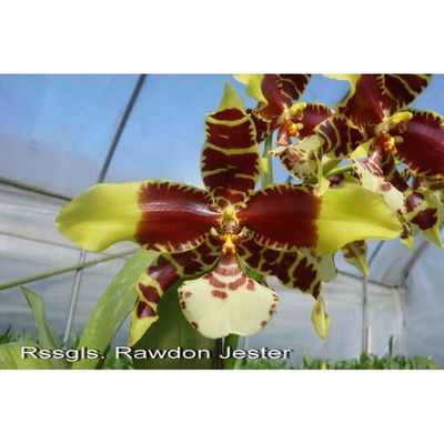 Orchid Rssgls. Rawdon Jester 'Great Bee' GV-Odm002