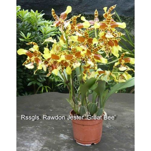 Orchid Rssgls. Rawdon Jester 'Great Bee' GV-Odm002 / 2