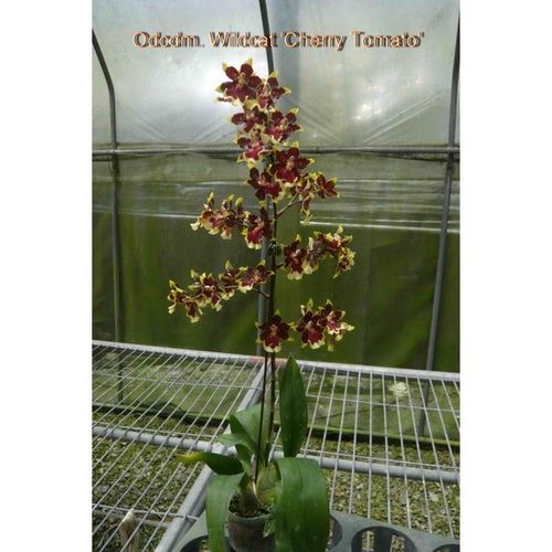 Odcdm. Wildcat 'Cherry Tomato' / 3