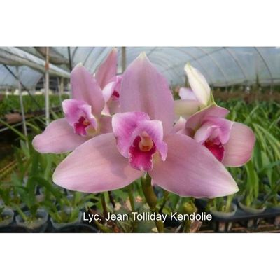 Lycamerlycaste(Lyc.) Jean Tolliday Kendolie