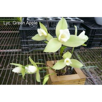 Lyc. Green Apple