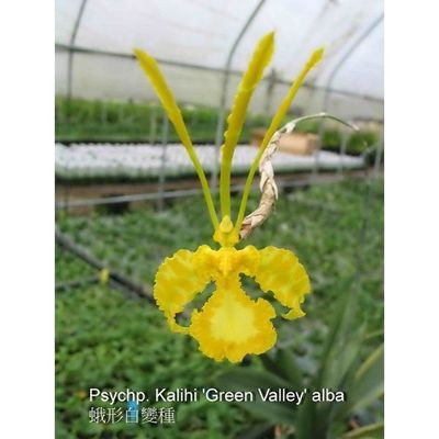 Psychp. Kalihi 'Green Valley' alba