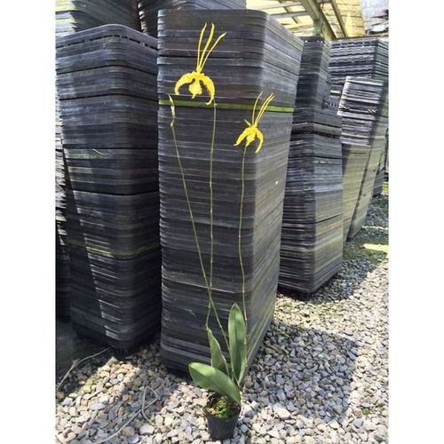 Psychp. Kalihi 'Green Valley' alba / 2