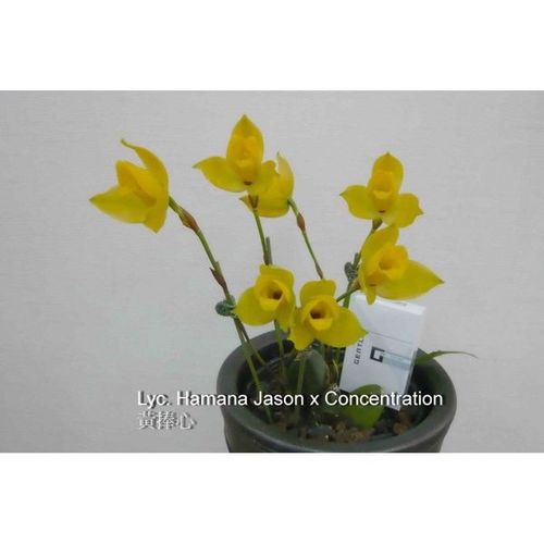 Lyc. Hamana Jason x Concentration / 2