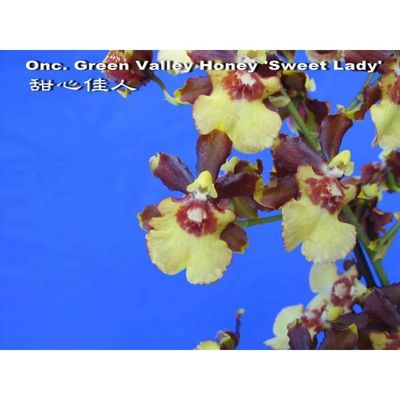 Onc. Green Valley Honey 'Sweet Lady'
