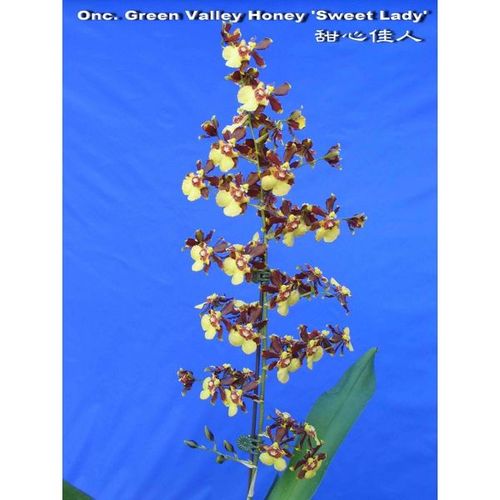 Onc. Green Valley Honey 'Sweet Lady' / 2