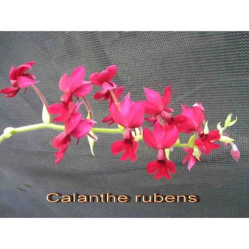 Calanthe rubens / 2