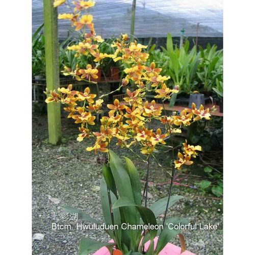 Btcm. Hwuluduen Chameleon 'Colorful Lake' / 2