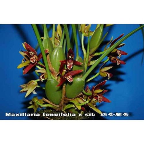 Max. tenuifolia / 2