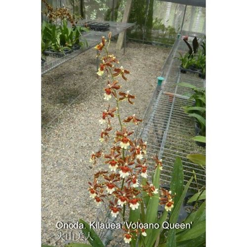 Oncda. Kilauea 'Volcano Queen' HCC/AOS / 2