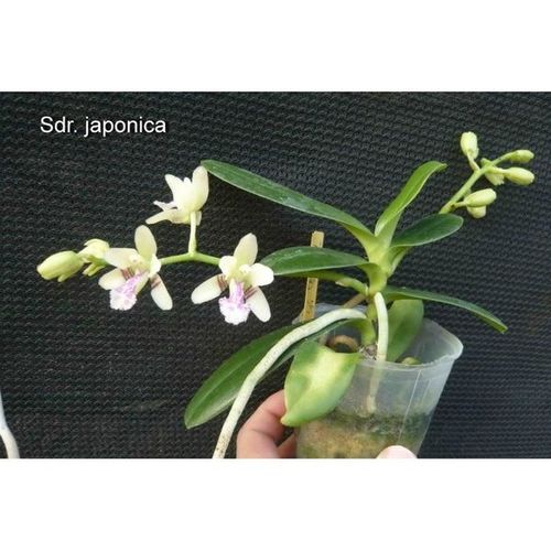 Sdr. japonica / 2