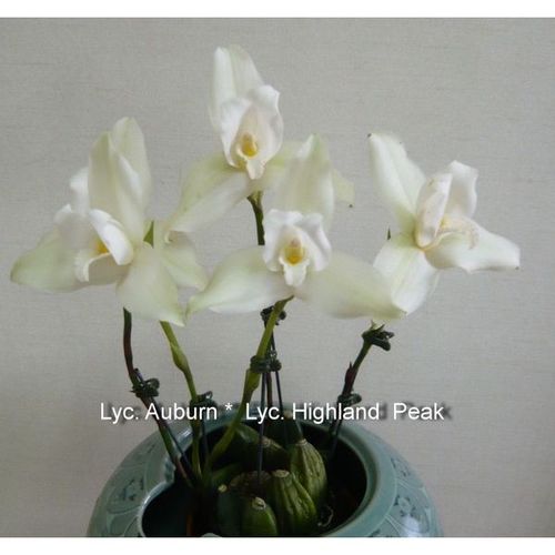 Lyc. Auburn *  Lyc. Highland  Peak / 2