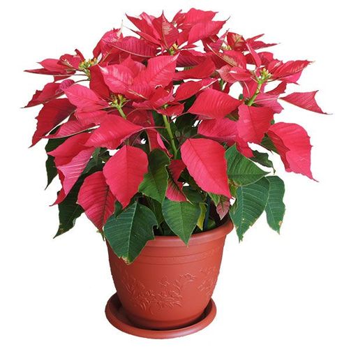 2006 Lily Butterfly Planter Series / 2