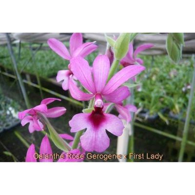 Green Valley Orchids - Calanthe Rose Gerogene x First Lady