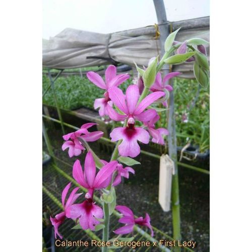 Green Valley Orchids - Calanthe Rose Gerogene x First Lady / 2