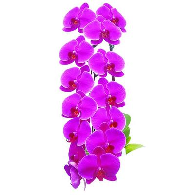 Taida Firebird A08170 - Phalaenopsis