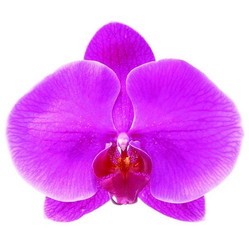 Taida Firebird A08170 - Phalaenopsis / 2