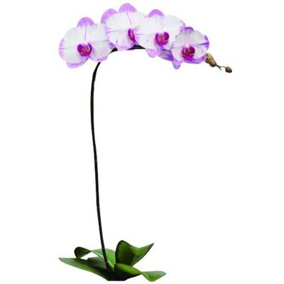 Yu Pin Sweety A08521 - Phalaenopsis