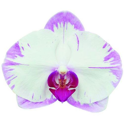 Yu Pin Sweety A08521 - Phalaenopsis / 2