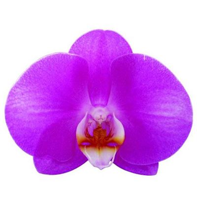 Taida Firework A08567 - Phalaenopsis