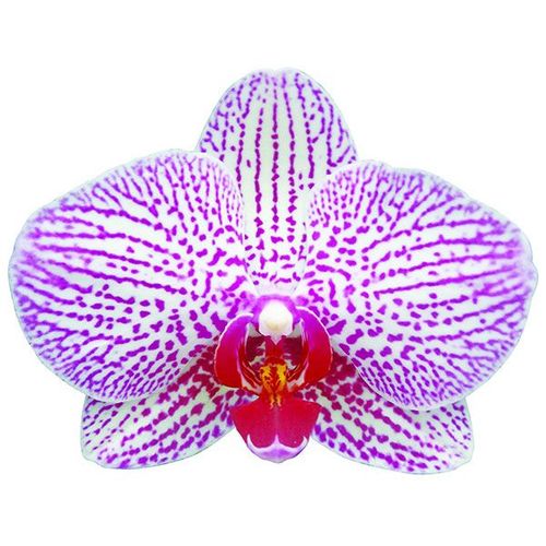 (Brother Girl - Leopard Prince) A09757 - Phalaenopsis / 2