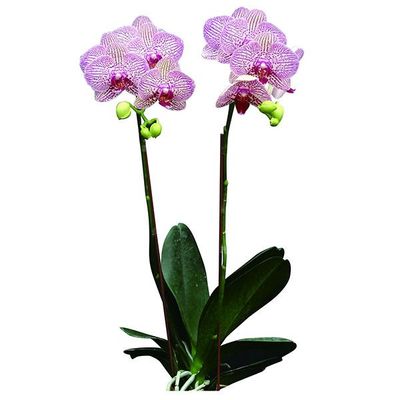 (Brother Girl - Leopard Prince) A09757 - Phalaenopsis