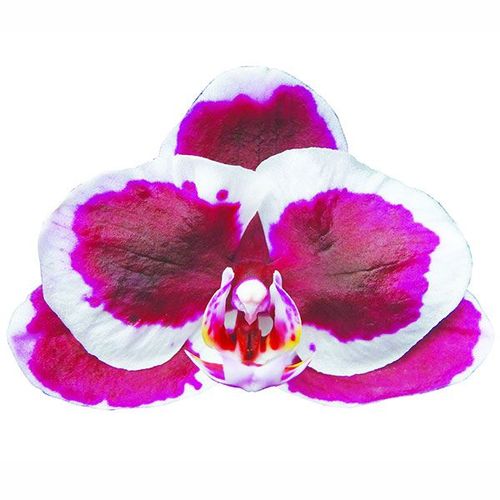 Taida Spot Dog A07542 - Phalaenopsis / 2