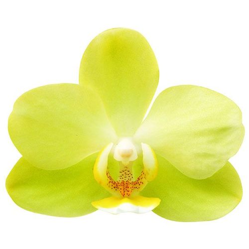 Pure Moon 'Green Pixie' A07488 - Phalaenopsis / 2