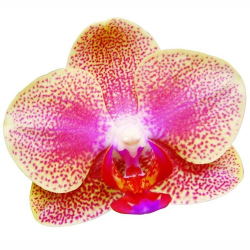 Sogo Vieker 'Taida Giraffe' A07393 - Phalaenopsis / 2