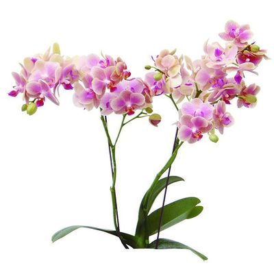 Sogo Vieker 'Taida Giraffe' A07393 - Phalaenopsis