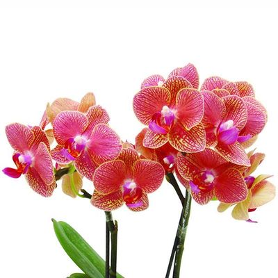 Sogo Vieker 'Taida Honey Peach' A07391 - Phalaenopsis