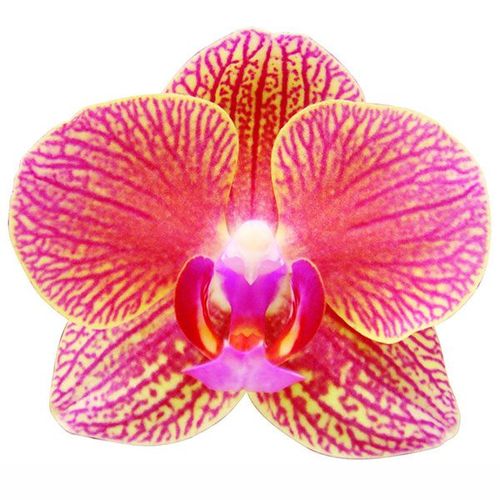 Sogo Vieker 'Taida Honey Peach' A07391 - Phalaenopsis / 2