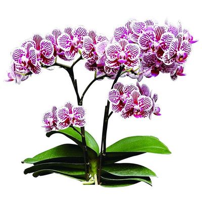 Taida Little Zebra A07193 - Phalaenopsis