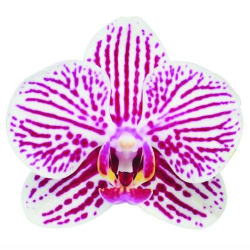 Taida Little Zebra A07193 - Phalaenopsis / 2