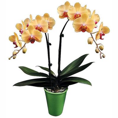 Chian Xen Queen A07175 - Phalaenopsis