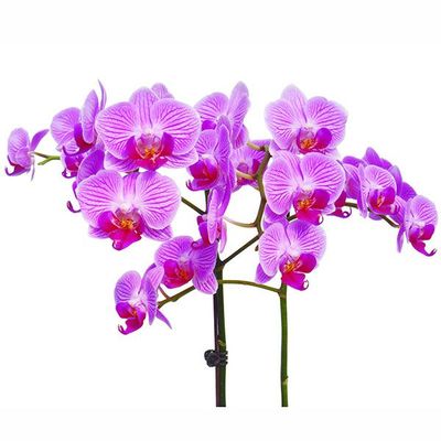 Formosa Mini 'Taida Pinky' A07068 - Phalaenopsis
