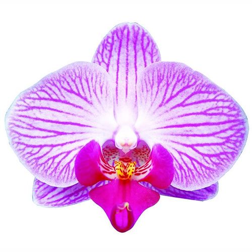 Formosa Mini 'Taida Pinky' A07068 - Phalaenopsis / 2