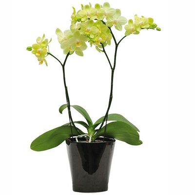 Taida Smile 'Taida Little Green' A06371 - Phalaenopsis