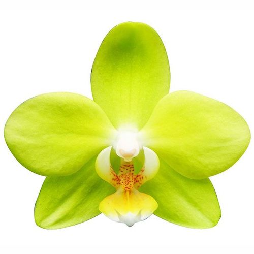 Taida Smile 'Taida Little Green' A06371 - Phalaenopsis / 2