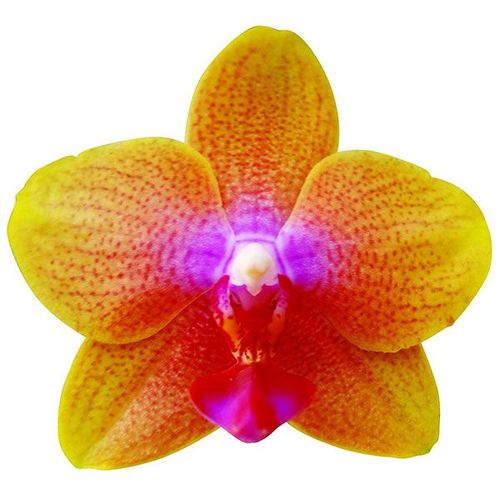 Brother Sara Gold A05724 - Phalaenopsis / 2