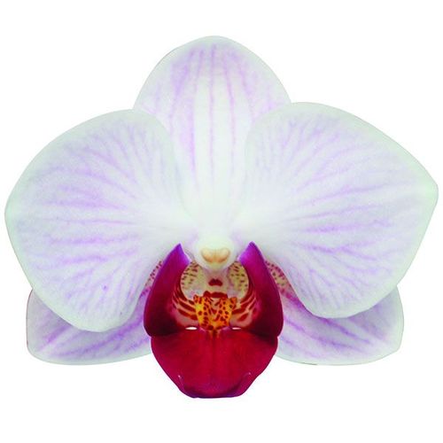 Little Gem Stripes A05638 - Phalaenopsis / 2
