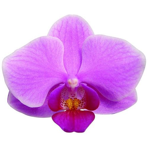 Wedding Promenade A02945 - Phalaenopsis / 2