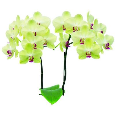 Fortune Saltzman A02248 - Phalaenopsis