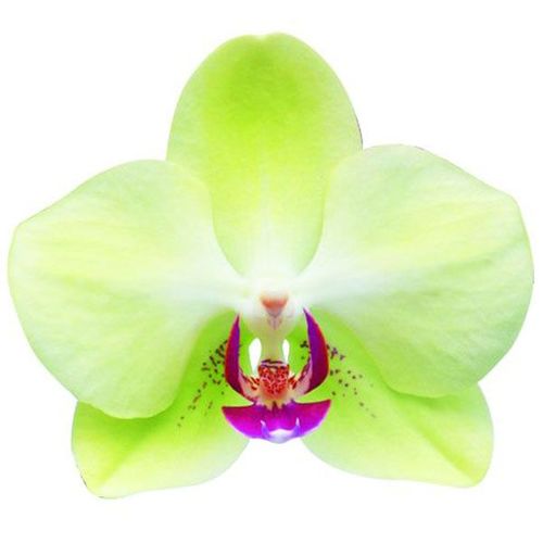 Fortune Saltzman A02248 - Phalaenopsis / 2
